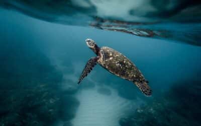 Le Nautisme Écologique : Comment Naviguer tout en Respectant l’Environnement